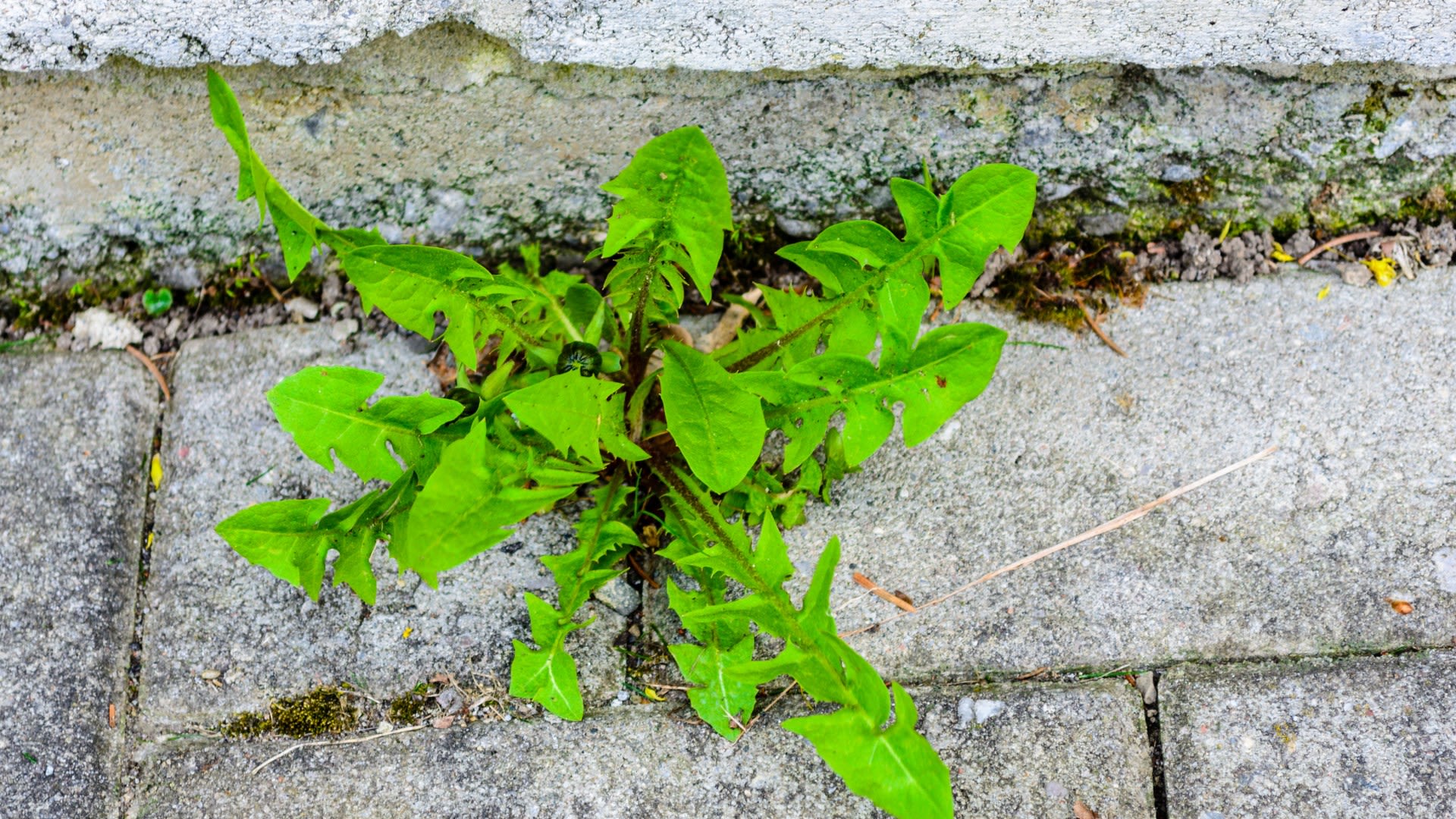 I'm a gardening guru - the 'amazing' 95p household item that removes weeds