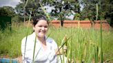 Como uma planta de brejo pode reduzir a contaminação provocada pela tragédia de Mariana