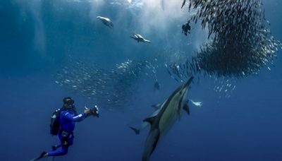 Documentan la migración de sardinas en bahía de Sudáfrica, "la mayor en el reino animal"