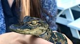 'Oh my gosh, baby gators!': Everybody loves IMAG's new alligators