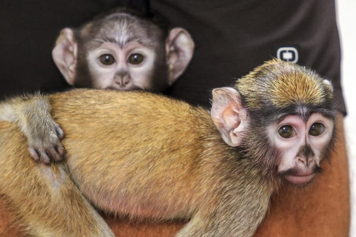 Handlers help raise half-sister patas monkeys born weeks apart at an upstate New York zoo