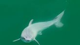 Baby great white shark spotted in wild for first time, experts believe