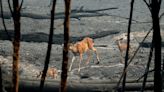 Photos: The McKinney fire rages along the Northern California border