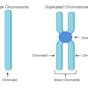 Single Chromosome