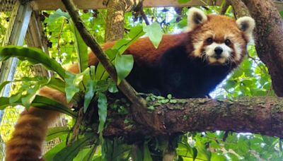 台北動物園1年內告別第2隻小貓熊 高齡14歲「YaYa」腦病變過世