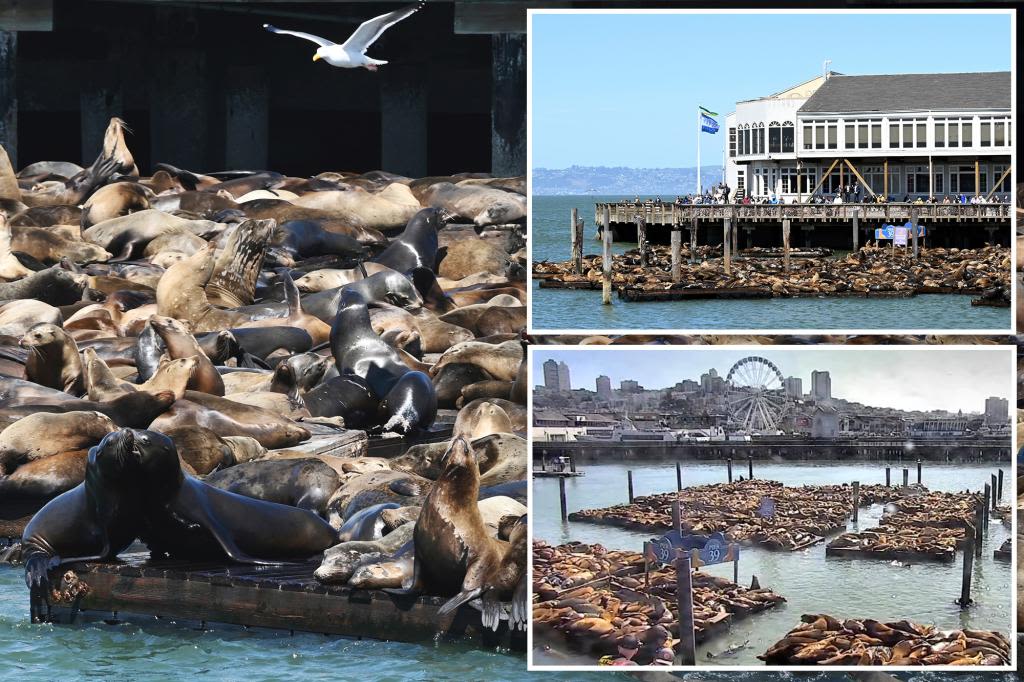 Barking mad! Record number of sea lions swarm famed San Francisco pier