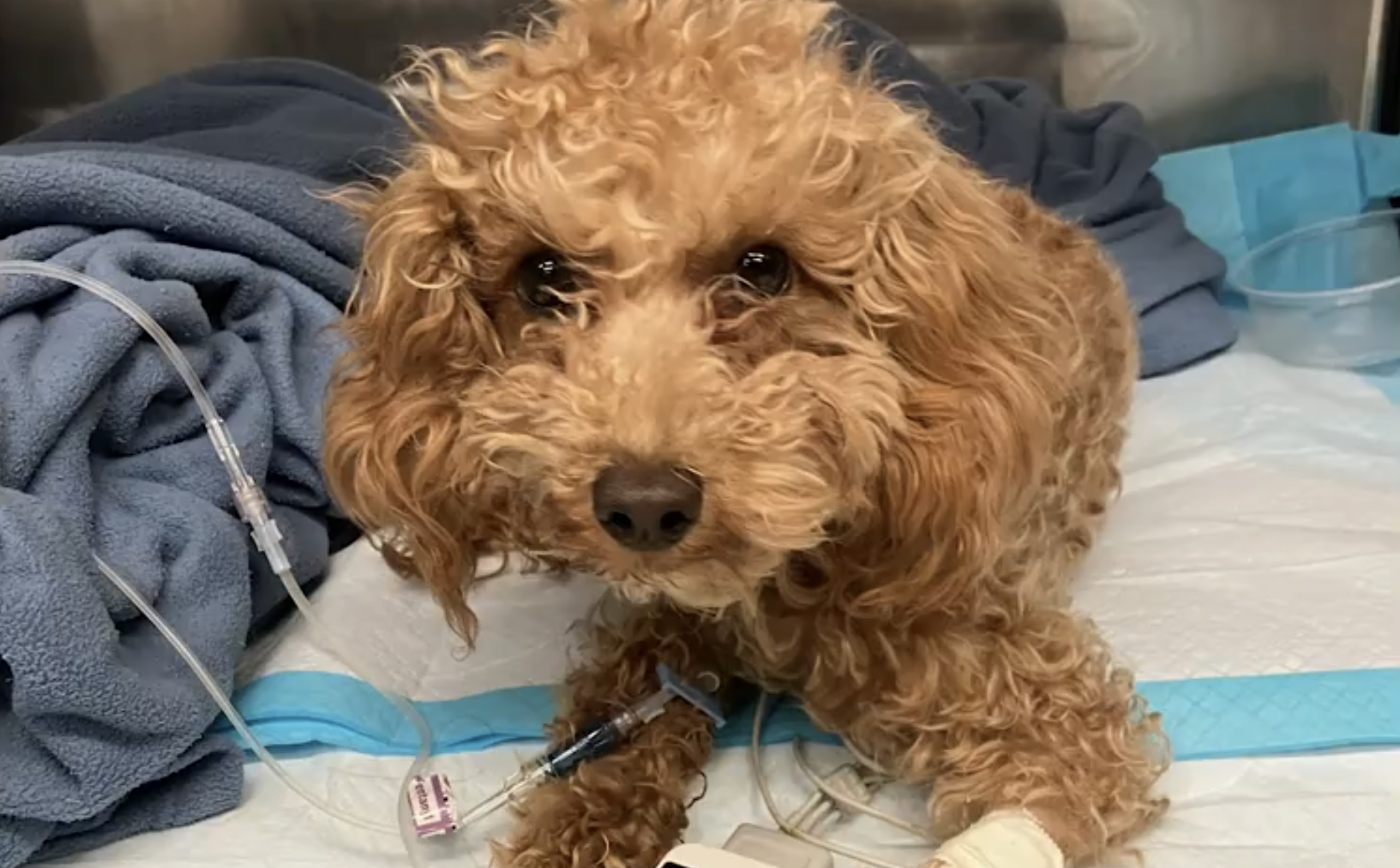 NYPD officers save puppy's life after owner threw it off a ledge