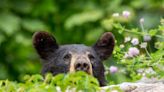 Black bear hit by vehicle found with all four paws cut off, stolen in Northern California