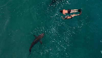 Tiburón ataca a cuatro bañistas en la Isla del Padre Sur en Texas - El Diario NY