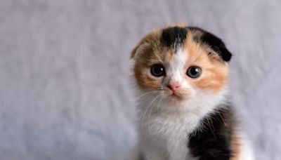 Scottish Fold Cat Called Out for Being a 'Helicopter Mom' and It's So On-Point