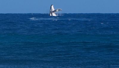 Whale breach seen during Paris Olympics surfing semifinal competition in Tahiti