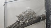 Baby bobcat escapes from Indiana zoo