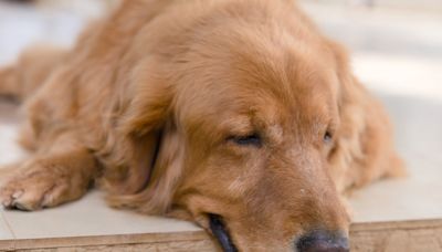 Dog Dad’s Joke About His Sleeping Golden Retriever Is All Too Relatable