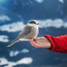 A bird in hand - a photo on Flickriver