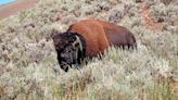 Bison gores 83-year-old woman in Yellowstone National Park