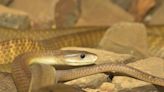 Venomous snakes could start migrating in large numbers if we hit 5ºC warming, predict scientists