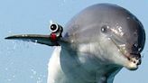 Russia moves its combat dolphins closer to the frontline to defend against Ukrainian special forces, report says