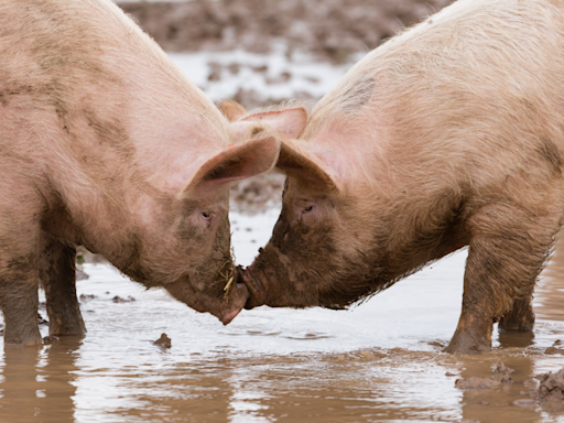 Fascinating Reasons Pigs Love Mud All Come Down to Pure Instinct