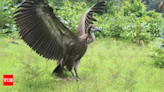 Study links drop in vulture tally to rise in human deaths | India News - Times of India