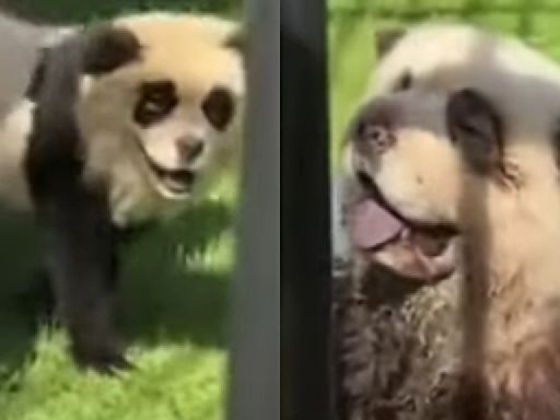 Chinese zoo admits to using dogs as fake pandas after one caught barking