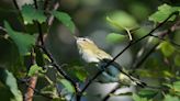 Wild Side: The Discreet, Though Plentiful, Red-Eyed Vireo - The Martha's Vineyard Times