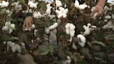 稱涉新疆強迫勞動 美國禁進口26間中國棉花企業產品