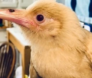 Rare white crow rescued after ‘dive bombed’ by other crows in Virginia