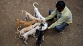 New guidelines for feeding community animals in public spaces in Bengaluru