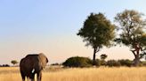 North Island Okavango Brings Spacious Luxury Tents to One of Botswana’s Most Wildlife-rich Regions