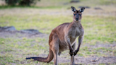 Australie : 85 kangourous tués en deux jours, les détails sont effroyables