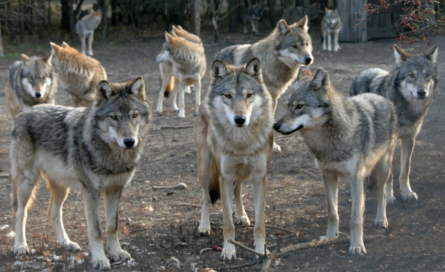 lessons-from-the-wolf-pack-advice-for-recruiters-articles-header.jpg