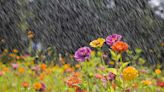 It's Going to Be a Sultry, Soggy Summer—See the Old Farmer's Almanac Forecast Map Here
