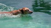 Water-Loving Labrador Blatantly Ignores Mom After Drenching His Towel in the Pool