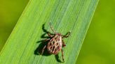14 percent of world population may have had Lyme disease, research finds