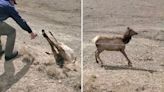 Lucky elk escapes sad fate after rescue by quick-acting man: ‘Those fences should be banned’