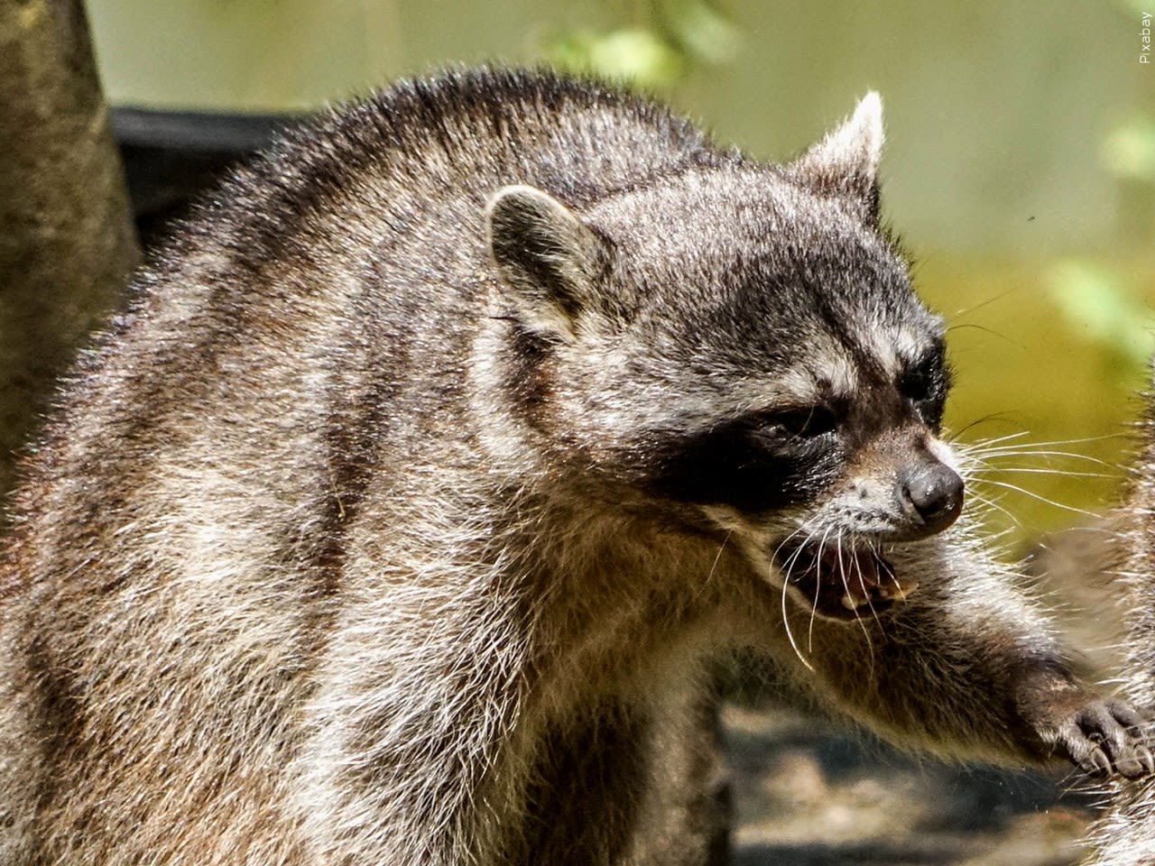 Officials warn of rabid raccoon in Dartmouth area | ABC6