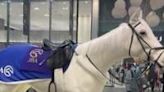 Japan: Lifelike Robot Horse Amazes Crowd At JRA 70th Anniversary Event In Tokyo