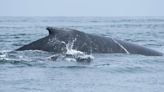 Liberan cría de ballena jorobada que quedó atrapada en redes de pesca en Tumbes