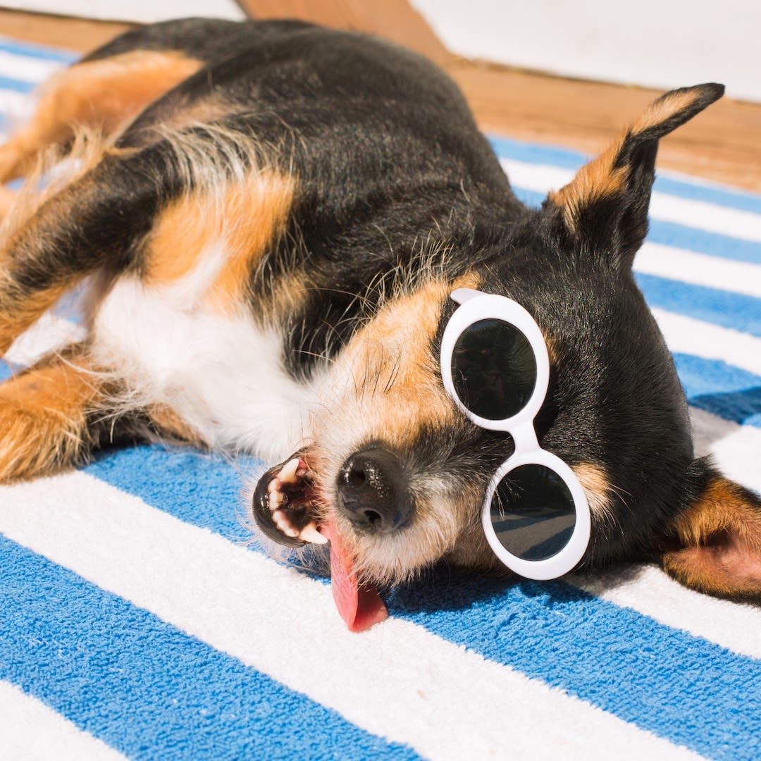 The Top 16 Must-Have Products to Keep Your Pets Safe and Cool This Summer - E! Online