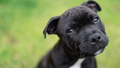 Seattle Shelter Shows Off Their New ‘Land Seal’ Staffordshire Terrier and People Are Obsessed