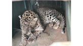 Man injured in leopard attack at Yalahalli in Nanjangud - Star of Mysore