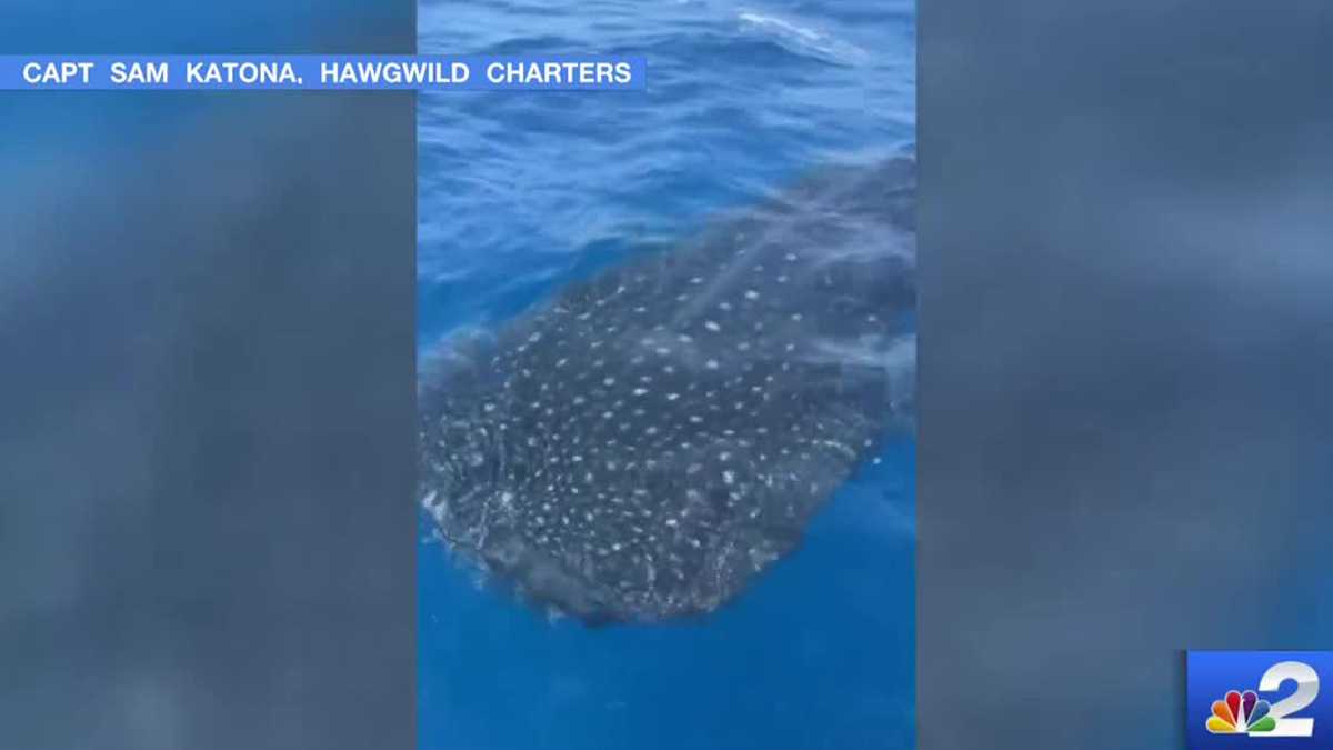 Whale shark caught on video swimming off Naples coast