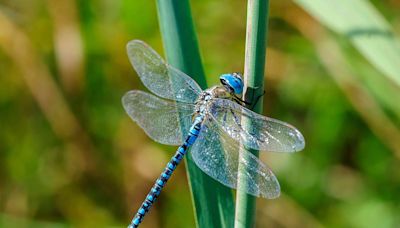 How to Attract Dragonflies to Your Yard—and Why You Would Want To