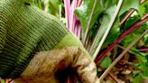 Gardening for You: Best harvest days for summer beets