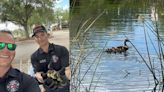 Oviedo firefighters rescue 11 baby ducks