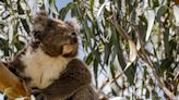 This Island Is Inhabited by More Koalas Than Humans