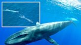 Rare footage reveals 'intimate lives' of blue whale nursing calf for first time