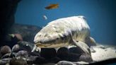 Scientists confirm age of world's oldest aquarium fish