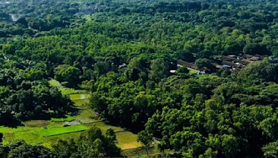 Green Surge: Navi Mumbai's Tree Population Soars By 78% In Just 8 Years