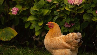 Ask a Master Gardener: Chickens in the garden - Addison Independent